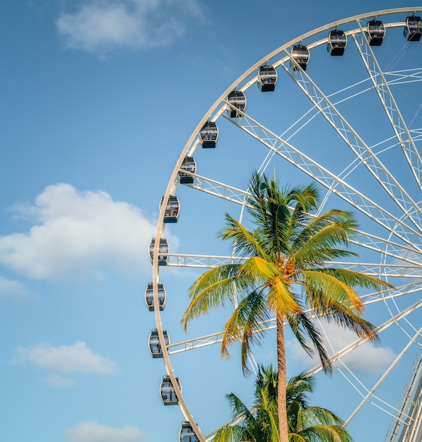 palme tropische ansicht himmel miami florida