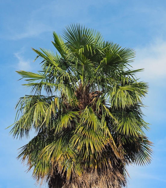 Palme über blauem Himmel