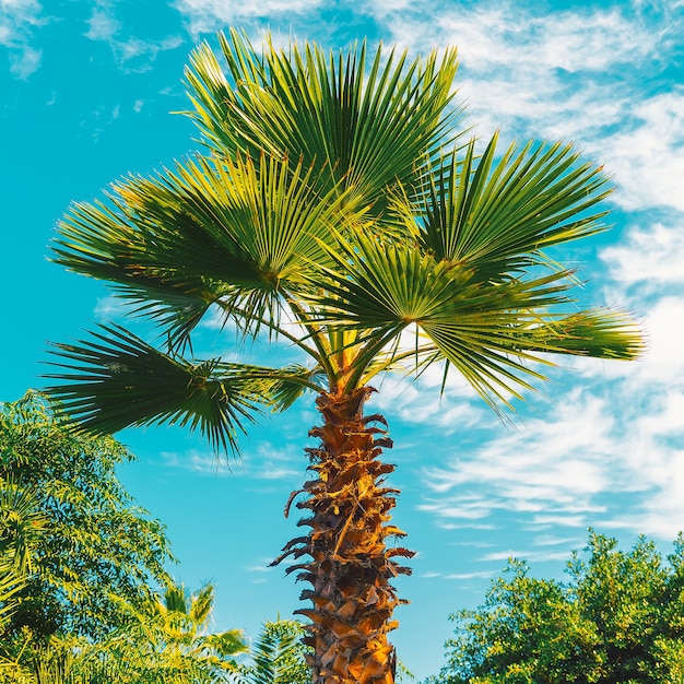 Palme und blauer Himmel. Tropische Lage. Minimale Reisekunst