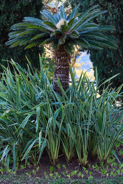 Palme und gestreifte Graspflanze vor.