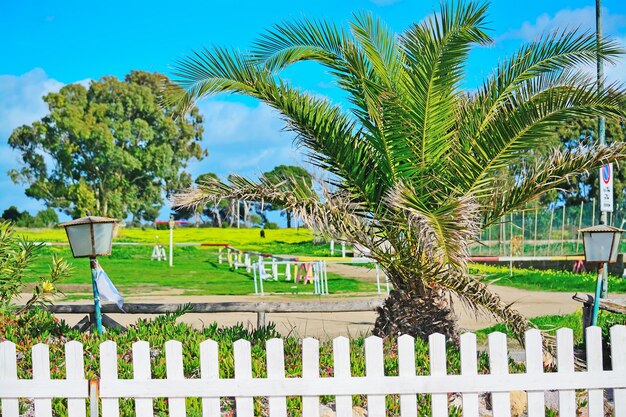 Palme und Holzzaun am Meer in Sardinien Italien