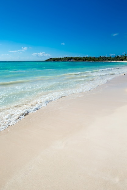 Palme und tropischer Strand