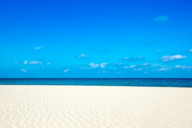 Palme und tropischer Strand