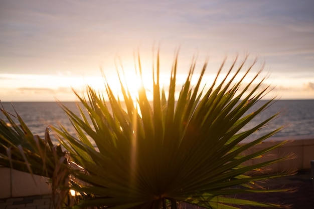 Palme unter blauem Himmel Weinlesehintergrund