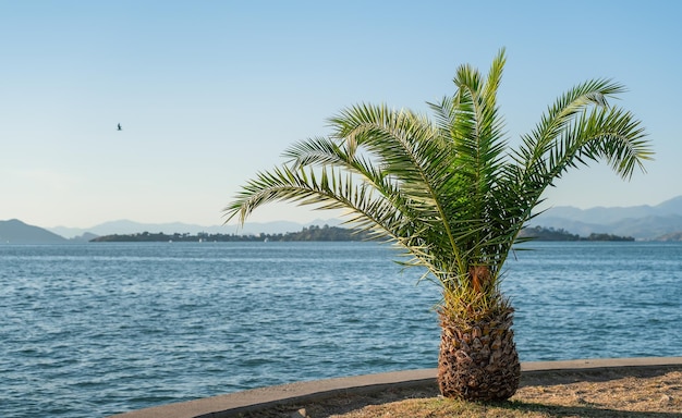 Palme vor dem Hintergrund des Meeres und des blauen Himmels freier Platz für Text-Bildschirmschoner-Idee oder Hintergrund für Werbung und Desktop-Hintergründe Sommerferien am Mittelmeer