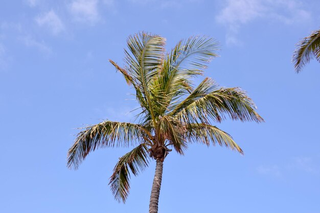 Palme weht im Wind La Palma Kanarische Inseln Spanien