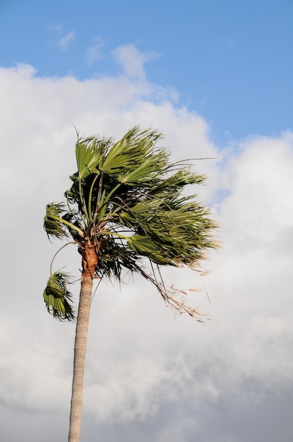 Palme weht im Wind