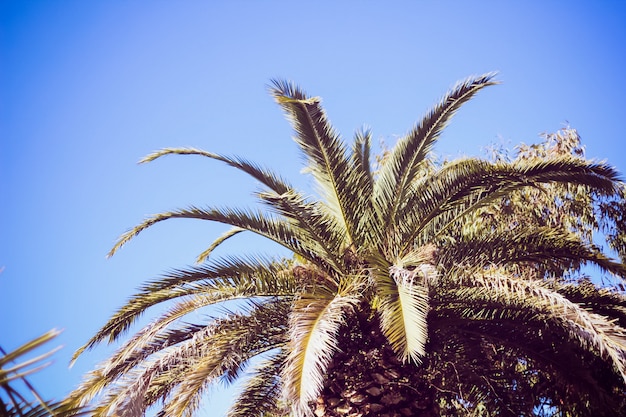 Palmeblätter gegen blauen Himmel