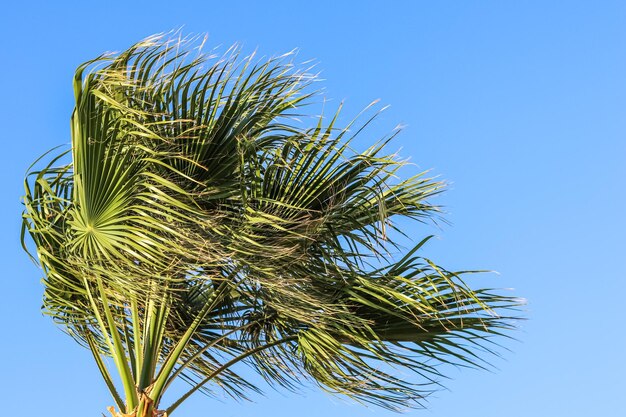 Palmeira ao vento no fundo do céu azul Férias de verão e conceito de natureza tropical