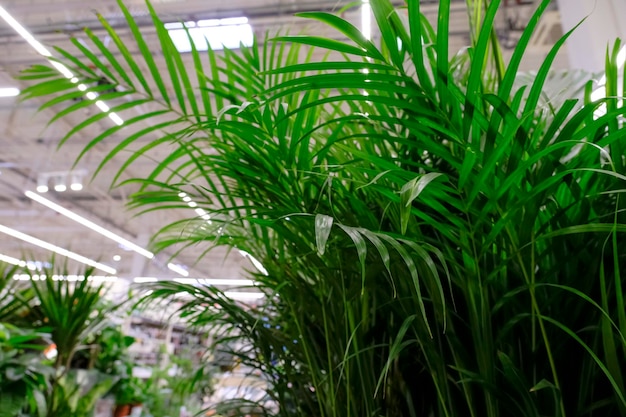 Foto palmeira areca decorativa no mercado floral. chrysalidocarpus lutesc.