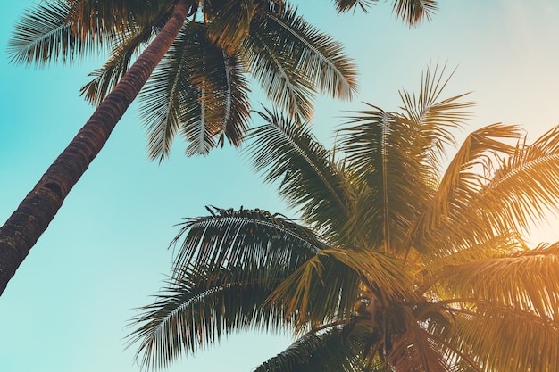 Palmeira coco, em, costa tropical, em, ilha, praia, com, tom vintage