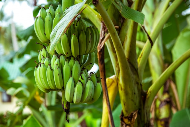 palmeira com bananas verdes