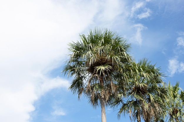 Palmeira com céu azul