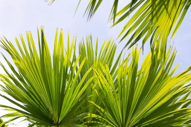 Palmeira com céu azul