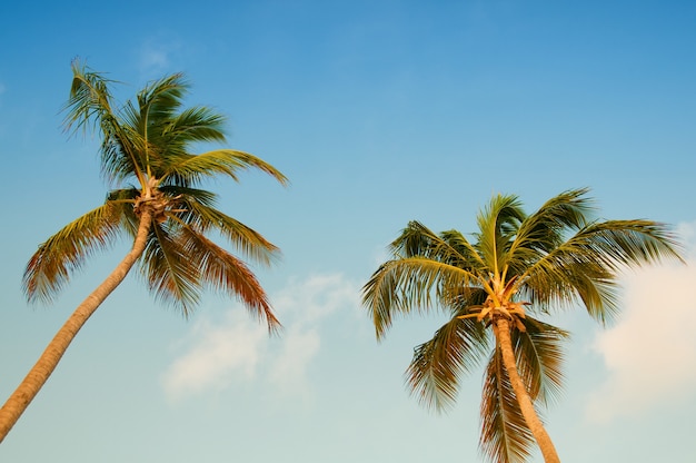 Palmeira com cocos contra o céu azul.