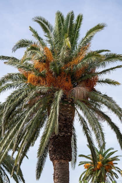 Palmeira com frutas alaranjadas contra o céu azul Tamareira Canária data fênix canário Tâmaras acabadas