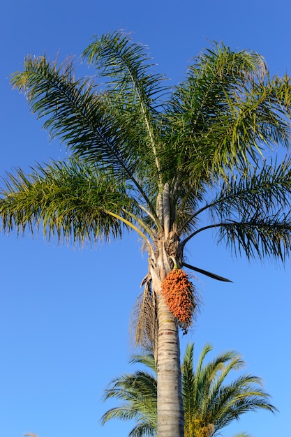 Palmeira com frutas em um céu azul