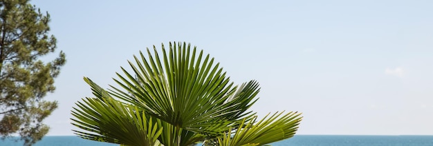 Palmeira com galhos verdes e cocos contra o céu azul sem nuvens ao sol Palmeiras na costa tropical web banner espaço para cópia