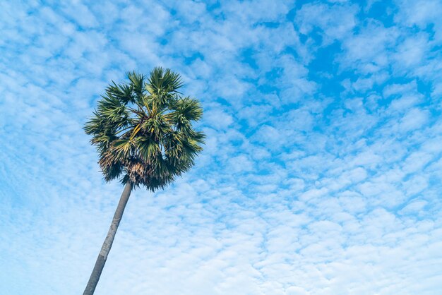 palmeira com lindo céu azul e nuvens