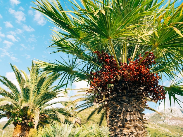 Palmeira com tamareira em montenegro