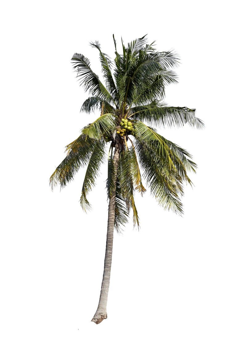 Foto palmeira contra fundo branco