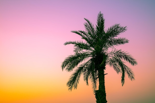 Palmeira contra um céu pôr do sol Silhueta da palmeira alta Paisagem tropical da noite