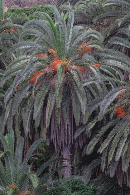 Foto palmeira das ilhas canárias phoenix canariensis com fundo de vegetação verde