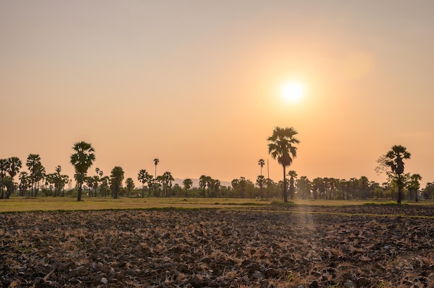 Palmeira de açúcar com campos de arroz seca à noite