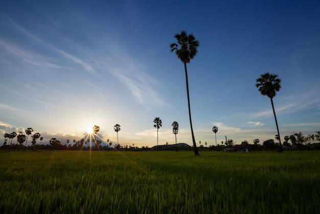 Palmeira de açúcar e arroz arquivado ao pôr do sol