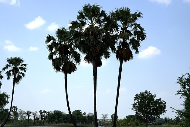 Palmeira de açúcar no campo de arroz no fundo do céu azul