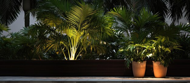 Foto palmeira de areca como decoração ao ar livre