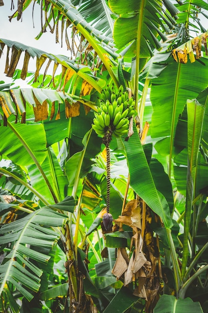Foto palmeira de bananeira na rota de trilha no vale de paul em santo antão cabo verde