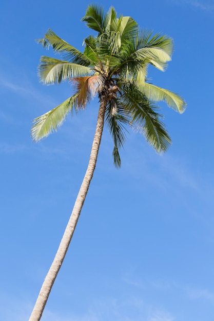 Palmeira de coco e céu azul