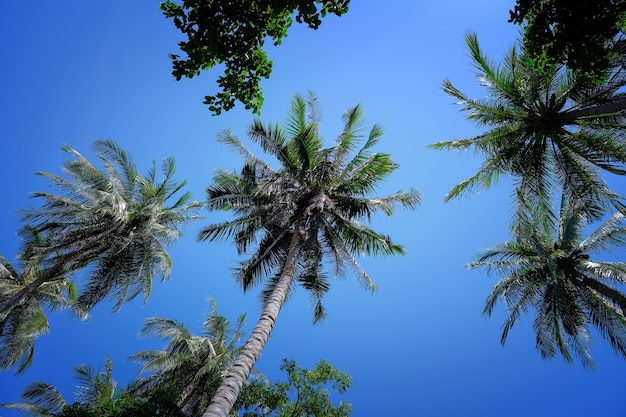 palmeira de coco e nuvens do céu azul