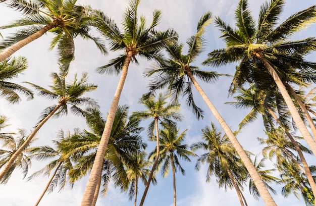 Palmeira de coco na praia da Tailândia