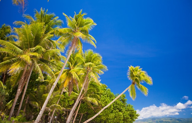 Palmeira de coco na praia de areia nas Filipinas