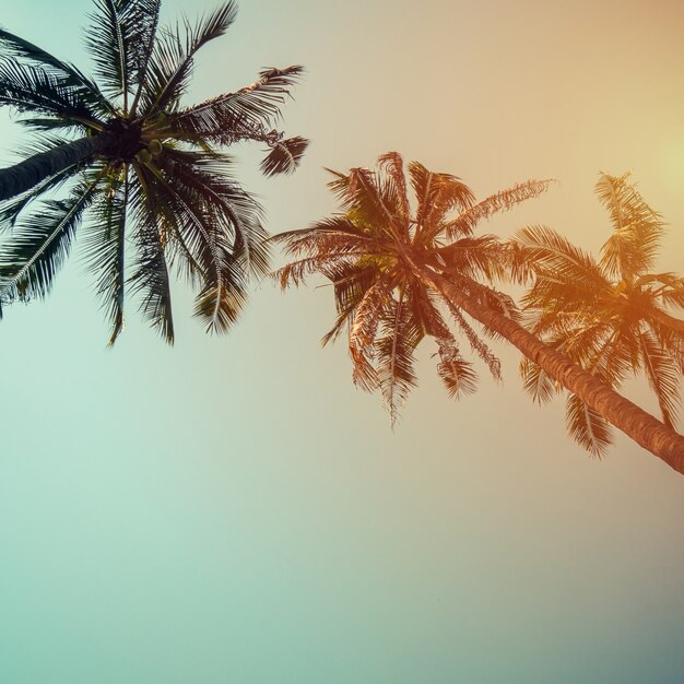 Foto palmeira de coco na praia no verão com efeito vintage.