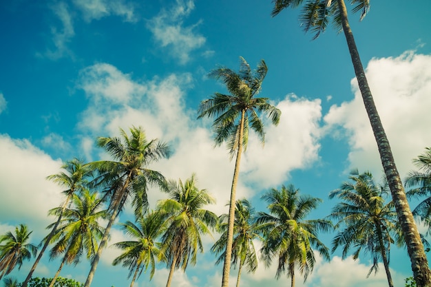 Palmeira de coco no céu