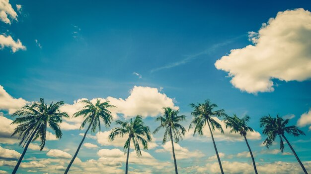 Palmeira de coco no fundo do céu azul com tons vintage.