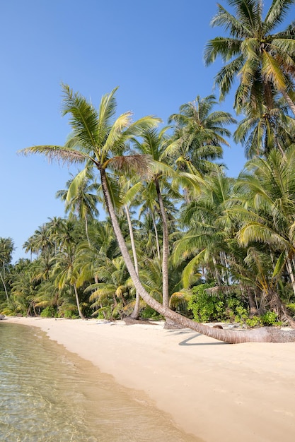 Palmeira de coco sobre a praia de luxo