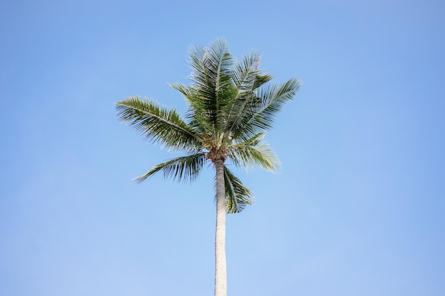 Palmeira de coco verde sobre fundo de céu azul.