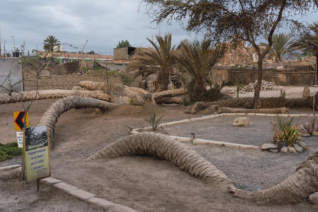 Palmeira de sete cabeças na cidade de Cachiche