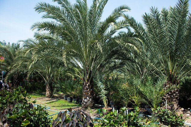 Palmeira de tâmaras ou frutas doces comestíveis Phoenix dactylifera no parque ao ar livre do jardim para tailandeses e viajantes estrangeiros viagem visita compra selecionada no parque do jardim ao ar livre em Nonthaburi Tailândia