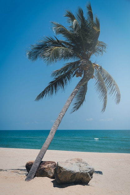 Foto palmeira do coco na praia tropical no dia.