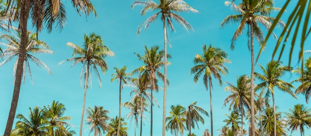 Palmeira do coco sob o céu azul. Fundo vintage. Cartão de viagem. Retro em tons. Foco suave