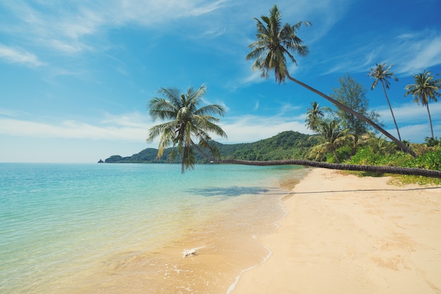 Palmeira do coco sobre o mar da praia do verão em phuket, tailândia.