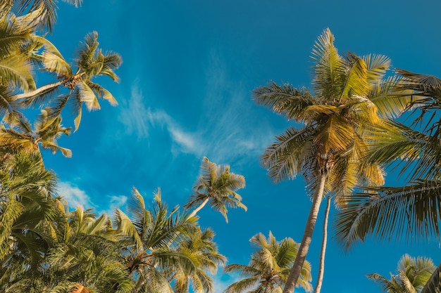 Palmeira e céu azul.