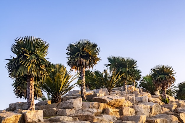 Palmeira e cycad árvore decorada no belo jardim de rochas no parque