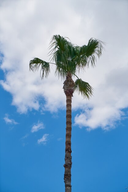 Palmeira e fundo do céu