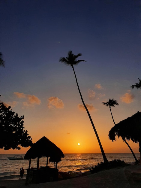 Palmeira e silhueta de guarda-chuva de praia ao pôr do sol